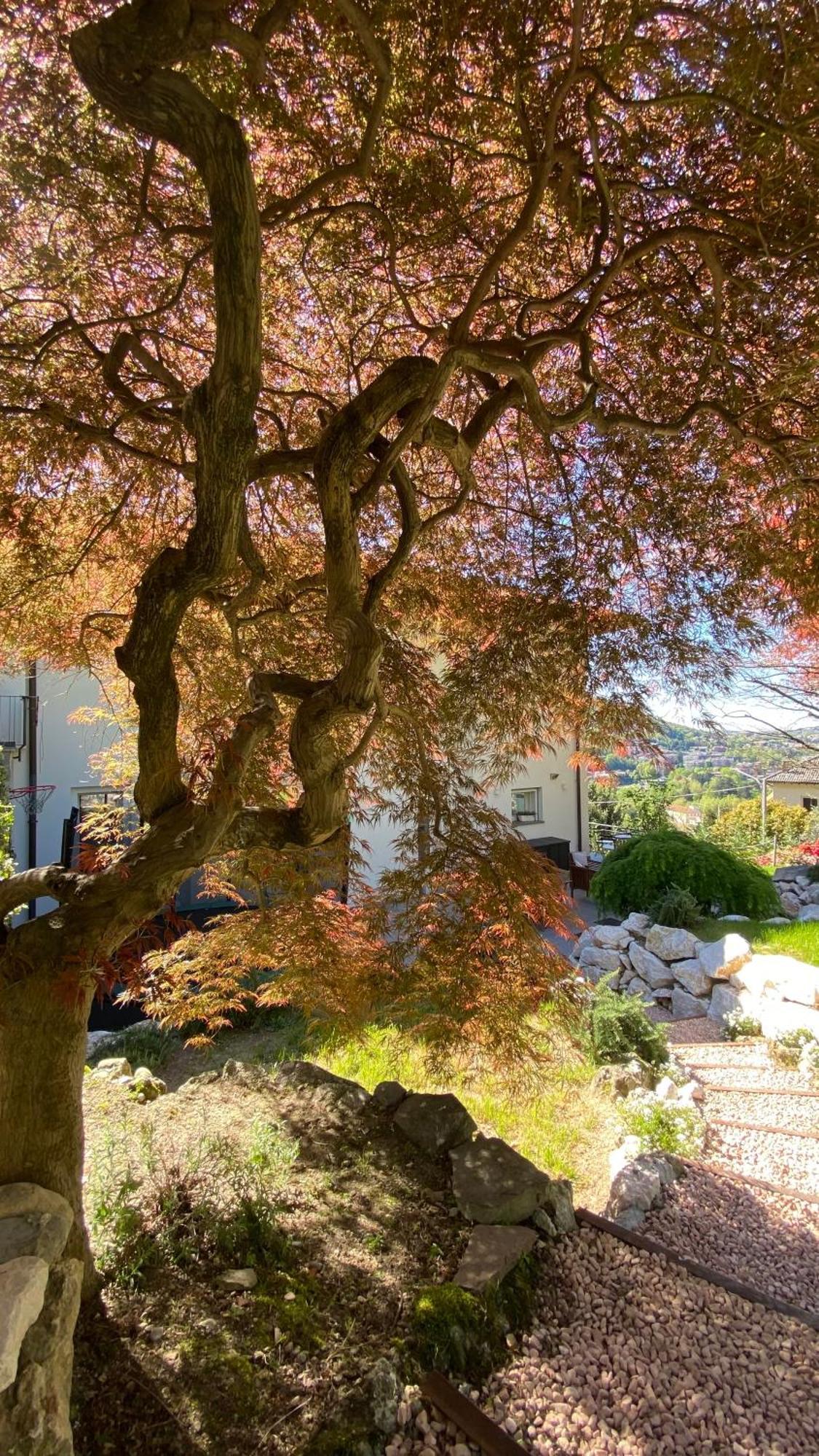 I Faggi Rossi - Red Beech Trees Villa Como Exteriör bild